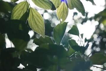 尋找百名困境兒童，聆聽童音，護(hù)苗成長